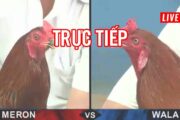 Theo dõi hình thức đá gà trực tiếp hiện đại