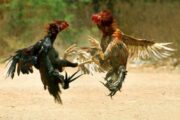 Dịch vụ đá gà Thomo cực kỳ hiệu quả